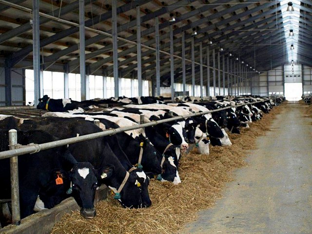 Содержание коров и уход за ними в Ядрине | ЗооТом портал о животных