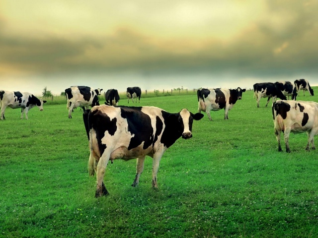 Содержание коров и уход за ними в Ядрине | ЗооТом портал о животных