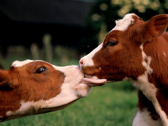 Статьи о коровах в Ядрине | ЗооТом портал о животных