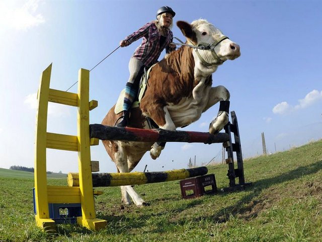 Статьи о коровах в Ядрине | ЗооТом портал о животных