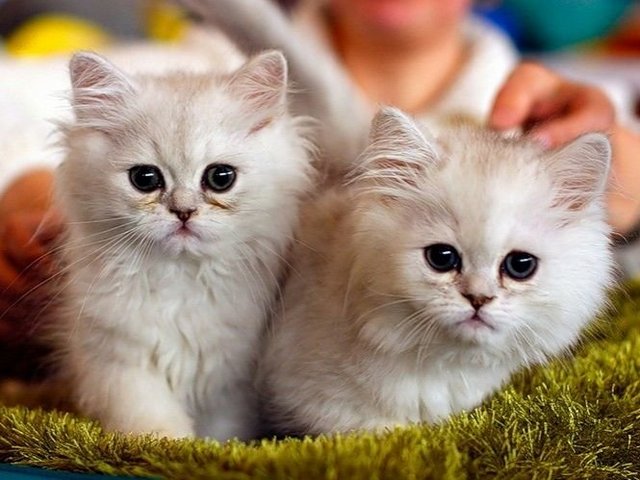 Породы кошек в Ядрине | ЗооТом портал о животных