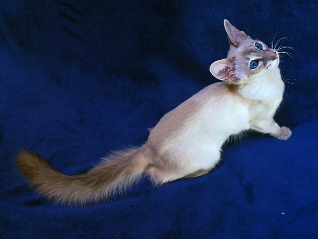 Выведенные породы кошек в Ядрине | ЗооТом портал о животных
