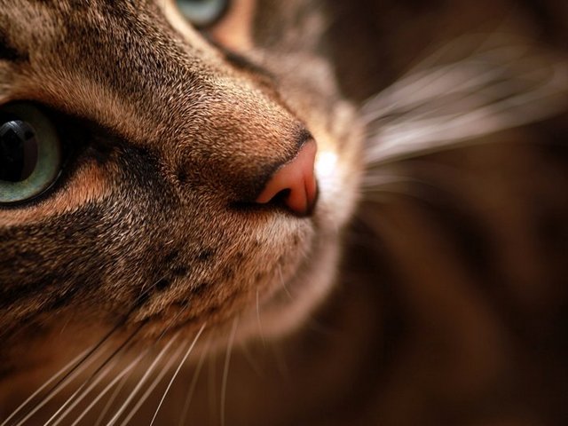 Статьи о кошках в Ядрине | ЗооТом портал о животных