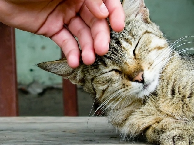 Интересные статьи о кошках в Ядрине | ЗооТом портал о животных