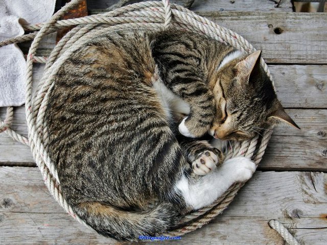 Все о кошках в Ядрине | ЗооТом портал о животных