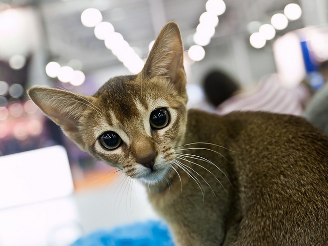 Выставки кошек в Ядрине | ЗооТом портал о животных