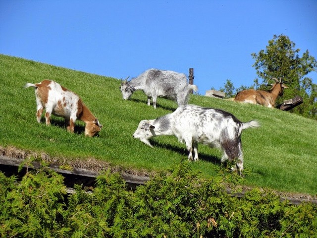 Все о козах в Ядрине | ЗооТом портал о животных