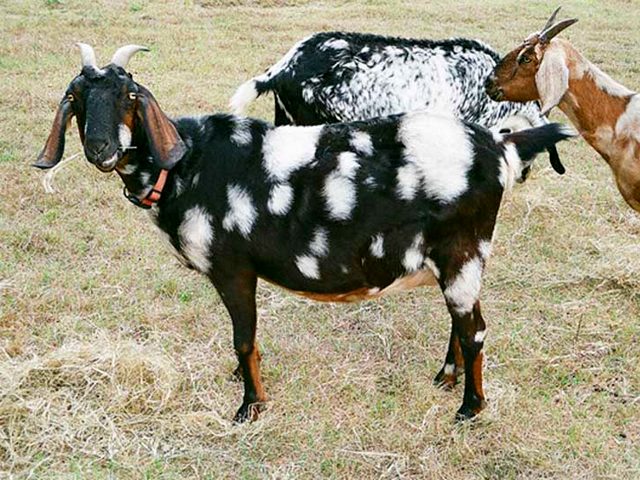 Породы коз в Ядрине | ЗооТом портал о животных