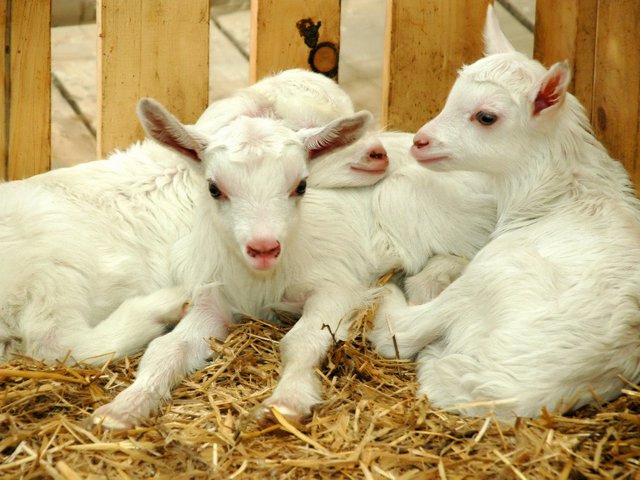 Содержание коз и уход за ними в Ядрине | ЗооТом портал о животных