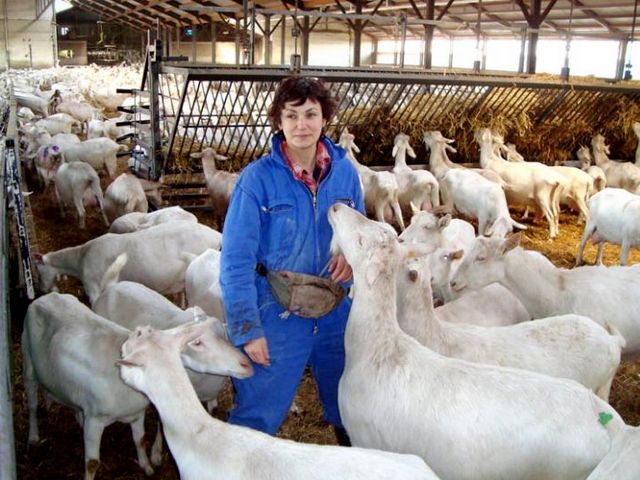 Содержание коз и уход за ними в Ядрине | ЗооТом портал о животных