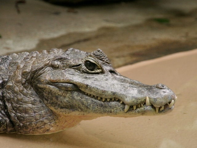 Все о крокодилах в Ядрине | ЗооТом портал о животных