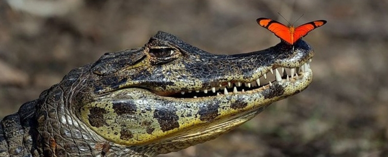 Все о крокодилах в Ядрине | ЗооТом портал о животных