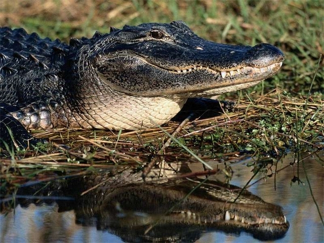 Породы крокодилов в Ядрине | ЗооТом портал о животных