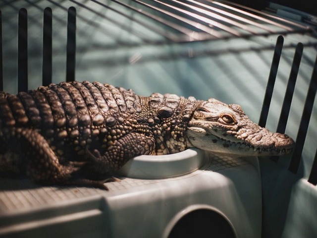 Содержание крокодилов и уход за ними в Ядрине | ЗооТом портал о животных
