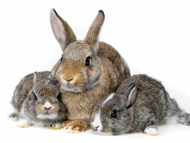 Все о кроликах в Ядрине | ЗооТом портал о животных