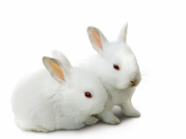 Все о кроликах в Ядрине | ЗооТом портал о животных