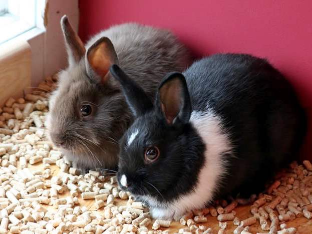 Содержание кроликов и уход за ними в Ядрине | ЗооТом портал о животных