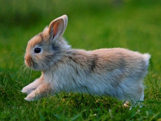 Статьи о кроликах в Ядрине | ЗооТом портал о животных