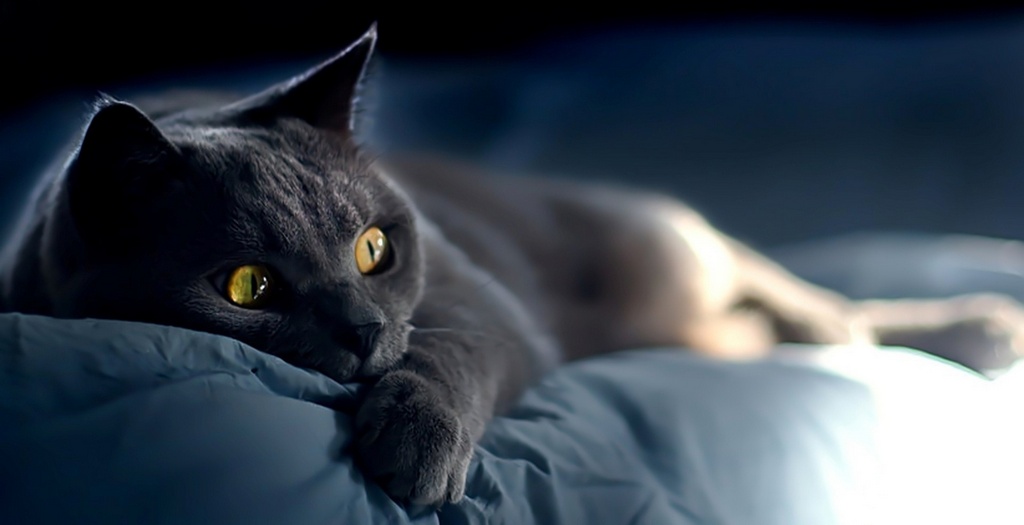 Объявления о кошках | ЗооТом - продажа, вязка и услуги для животных в Ядрине