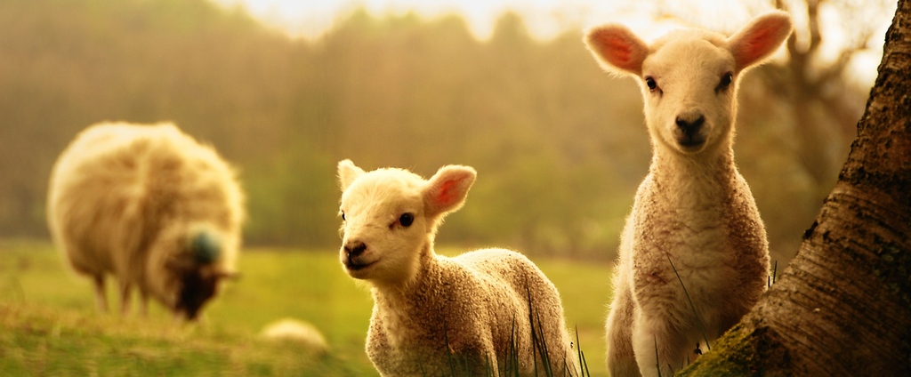 Объявления о сельскохозяйственных животных | ЗооТом - продажа, вязка и услуги для животных в Ядрине