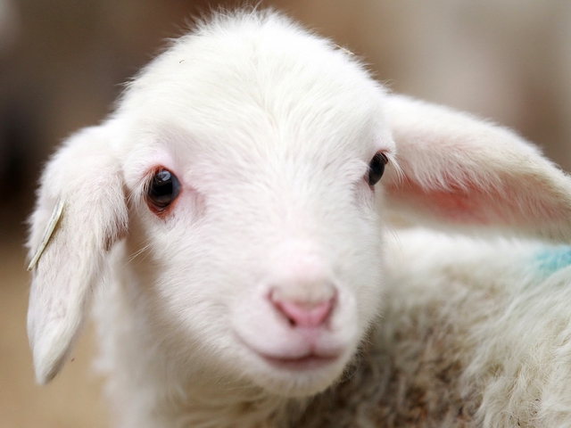 Овцы и бараны в Ядрине | ЗооТом портал о животных