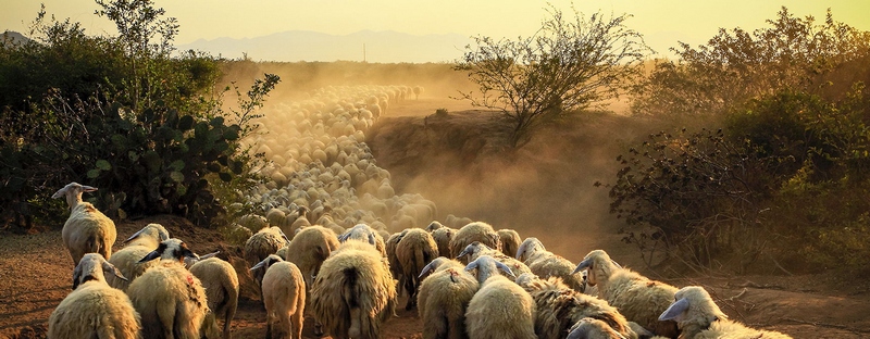 Все об овцах в Ядрине | ЗооТом портал о животных