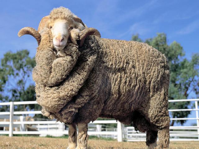 Породы овец в Ядрине | ЗооТом портал о животных