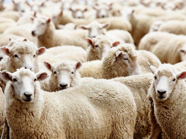 Породы овец в Ядрине | ЗооТом портал о животных