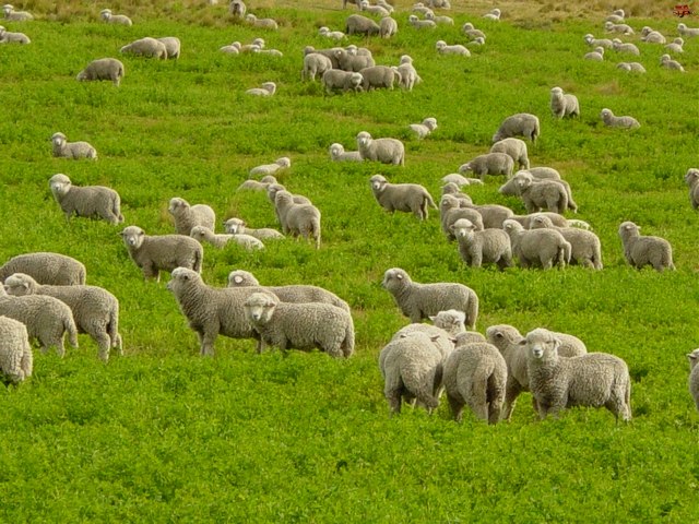 Содержание овец и уход за ними в Ядрине | ЗооТом портал о животных