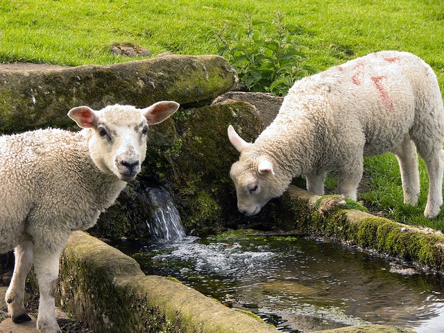 Статьи об овцах в Ядрине | ЗооТом портал о животных
