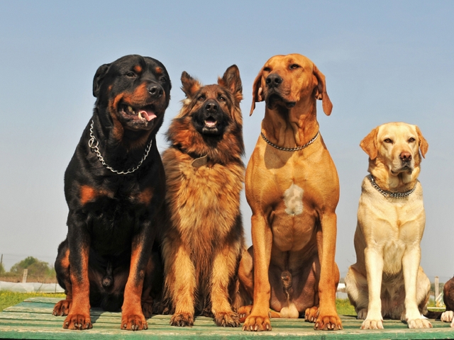 Крупные породы собак в Ядрине | ЗооТом портал о животных