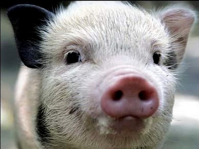 Породы свиней в Ядрине | ЗооТом портал о животных