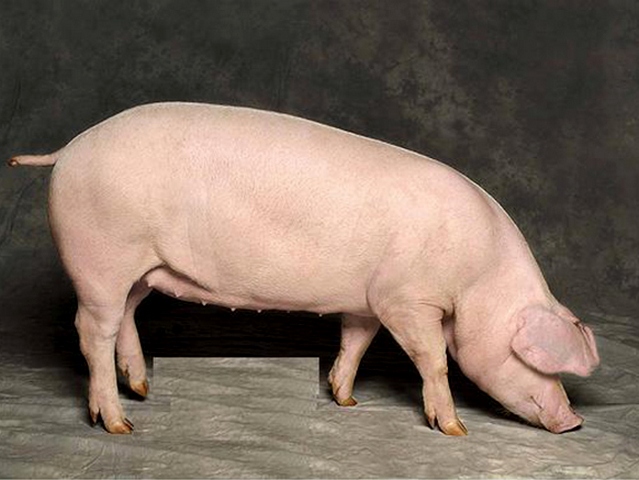 Породы свиней в Ядрине | ЗооТом портал о животных