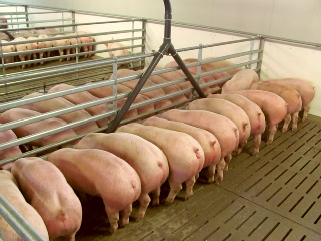 Содержание свиней и уход за ними в Ядрине | ЗооТом портал о животных