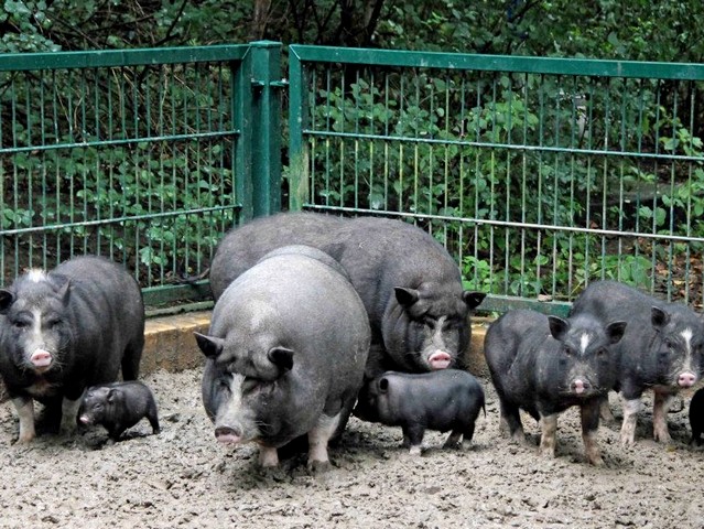 Содержание свиней и уход за ними в Ядрине | ЗооТом портал о животных