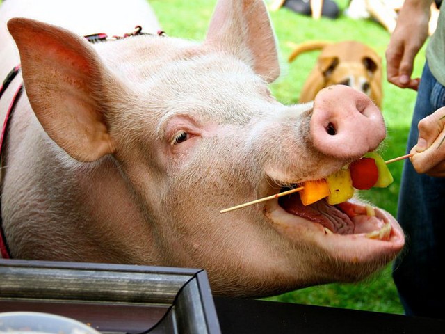 Статьи о свиньях в Ядрине | ЗооТом портал о животных