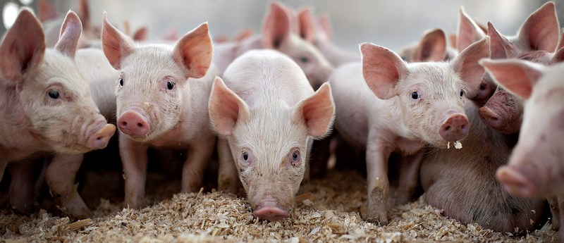 Все о свиньях в Ядрине | ЗооТом портал о животных