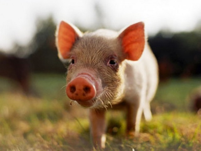 Все о свиньях в Ядрине | ЗооТом портал о животных
