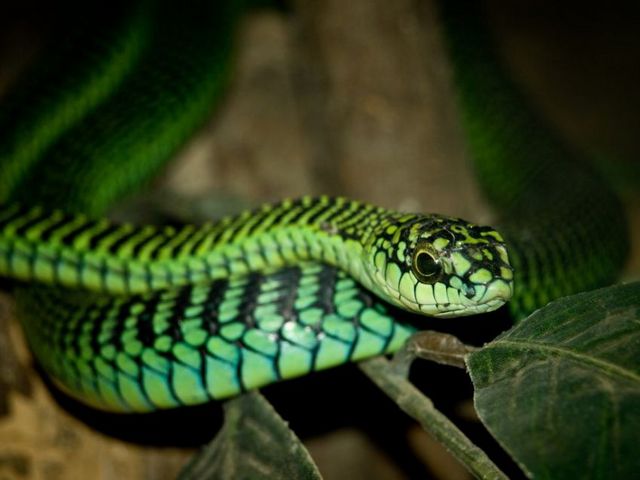 Породы змей в Ядрине | ЗооТом портал о животных