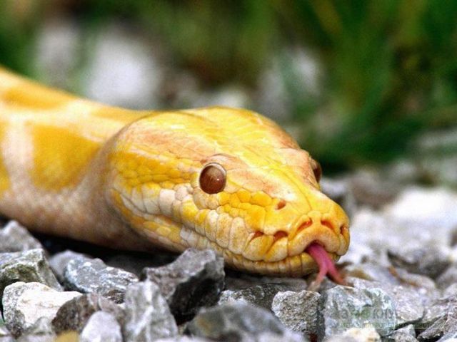 Породы змей в Ядрине | ЗооТом портал о животных