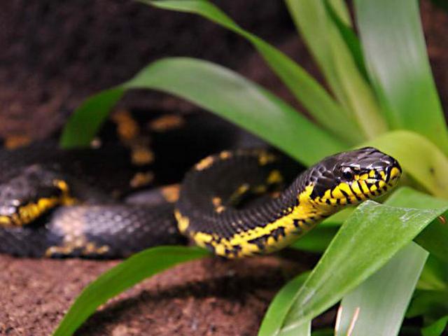 Содержание змей и уход за ними в Ядрине | ЗооТом портал о животных