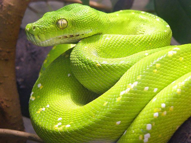 Содержание змей и уход за ними в Ядрине | ЗооТом портал о животных