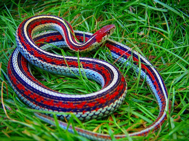 Все о змеях в Ядрине | ЗооТом портал о животных